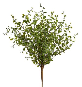 Muehlenbeckla Greenery Bush