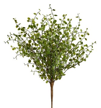 Muehlenbeckla Greenery Bush