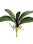 13" Phalaenopsis Leaf Spray