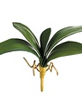 13" Phalaenopsis Leaf Spray