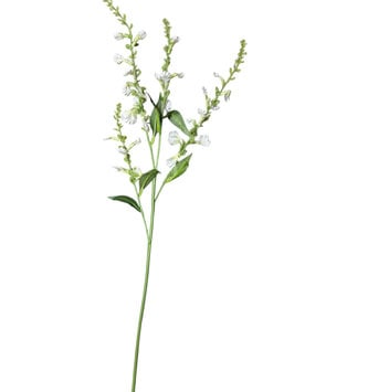 Delicate Lavender Stem