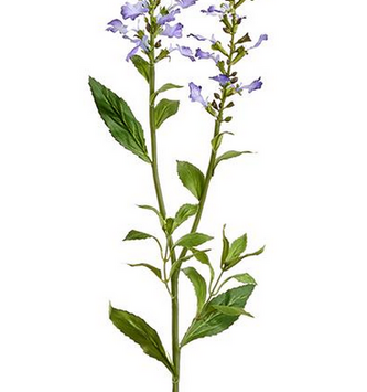 Flowering Sage Spray