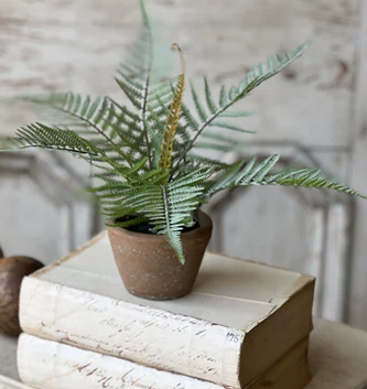 Sage Forest Fern in Pot