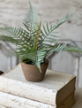 Sage Forest Fern in Pot