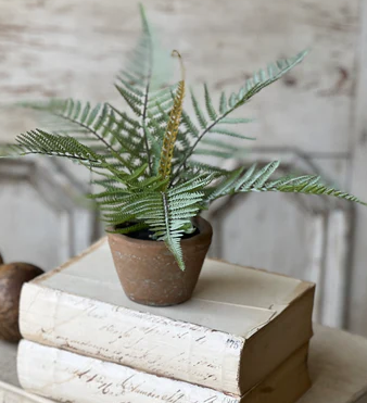 Sage Forest Fern in Pot