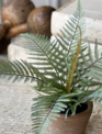 Sage Forest Fern in Pot