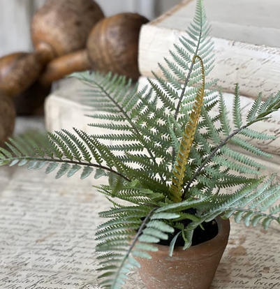 Sage Forest Fern in Pot
