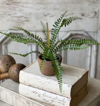 Sage Sword Fern in Pot