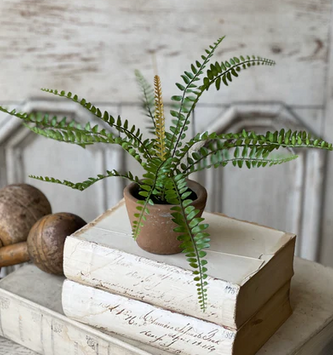 Sage Sword Fern in Pot