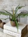 Sage Sword Fern in Pot