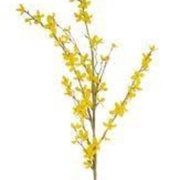 44" Natural Forsythia Spray
