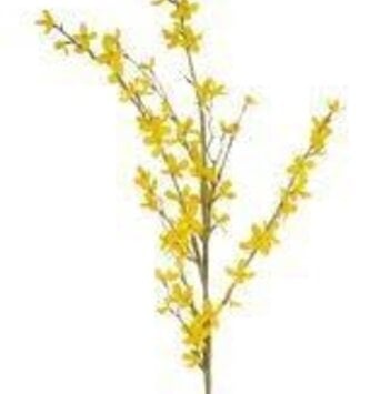 44" Natural Forsythia Spray