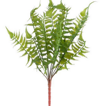 Wild Wood's Fern Bush