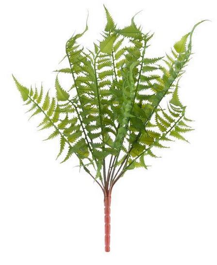 Wild Wood's Fern Bush