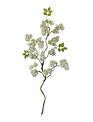 37" Snowball Twig Spray