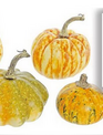 Bag of 5 Mixed Pumpkins & Gourds