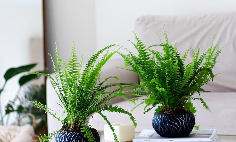 How to Decorate with Artificial Ferns for a Fresh, Lush Look Indoors