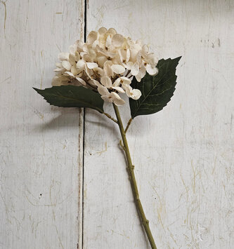 Two-Tone Cream Hydrangea