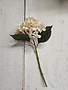 Two-Tone Cream Hydrangea