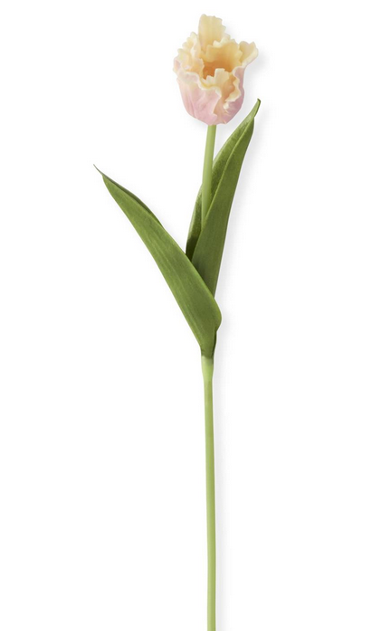 Mini Parrot Tulip Stem