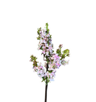 15.5" Garden Lilac Stem