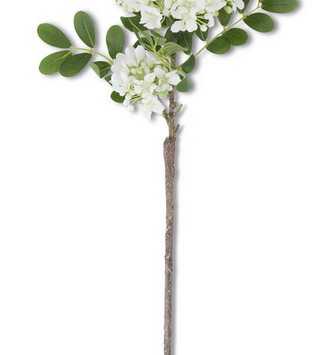 White Mountain Laurel Stem
