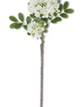 White Mountain Laurel Stem