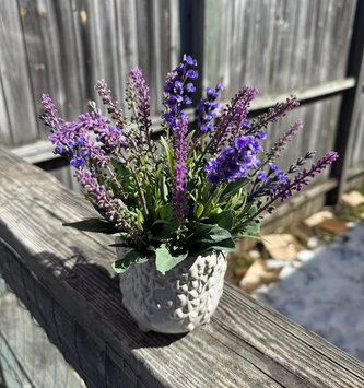 Custom Mixed Lavender in Vine Planter Arrangement