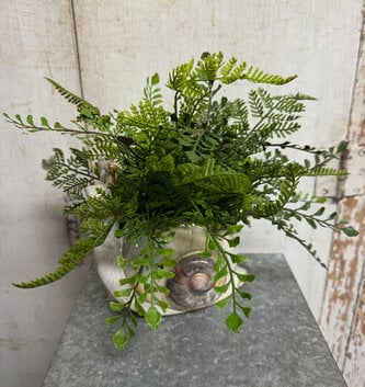 Custom Fern in Snail Vase