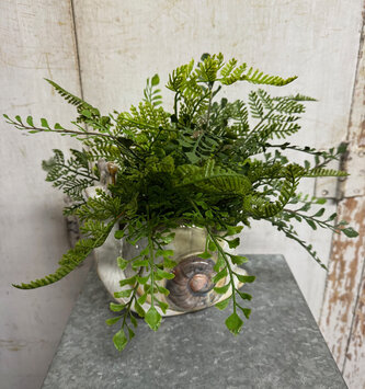 Custom Fern in Snail Vase