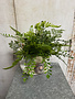 Custom Fern in Snail Vase