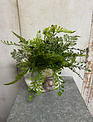 Custom Fern in Snail Vase