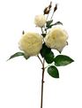 Natural Touch Cabbage Rose (3-Colors)