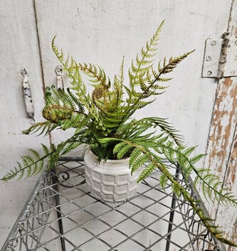 Custom Small Woods Fern in Ceramic Container