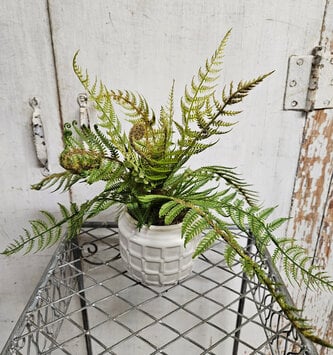 Custom Small Woods Fern in Ceramic Container