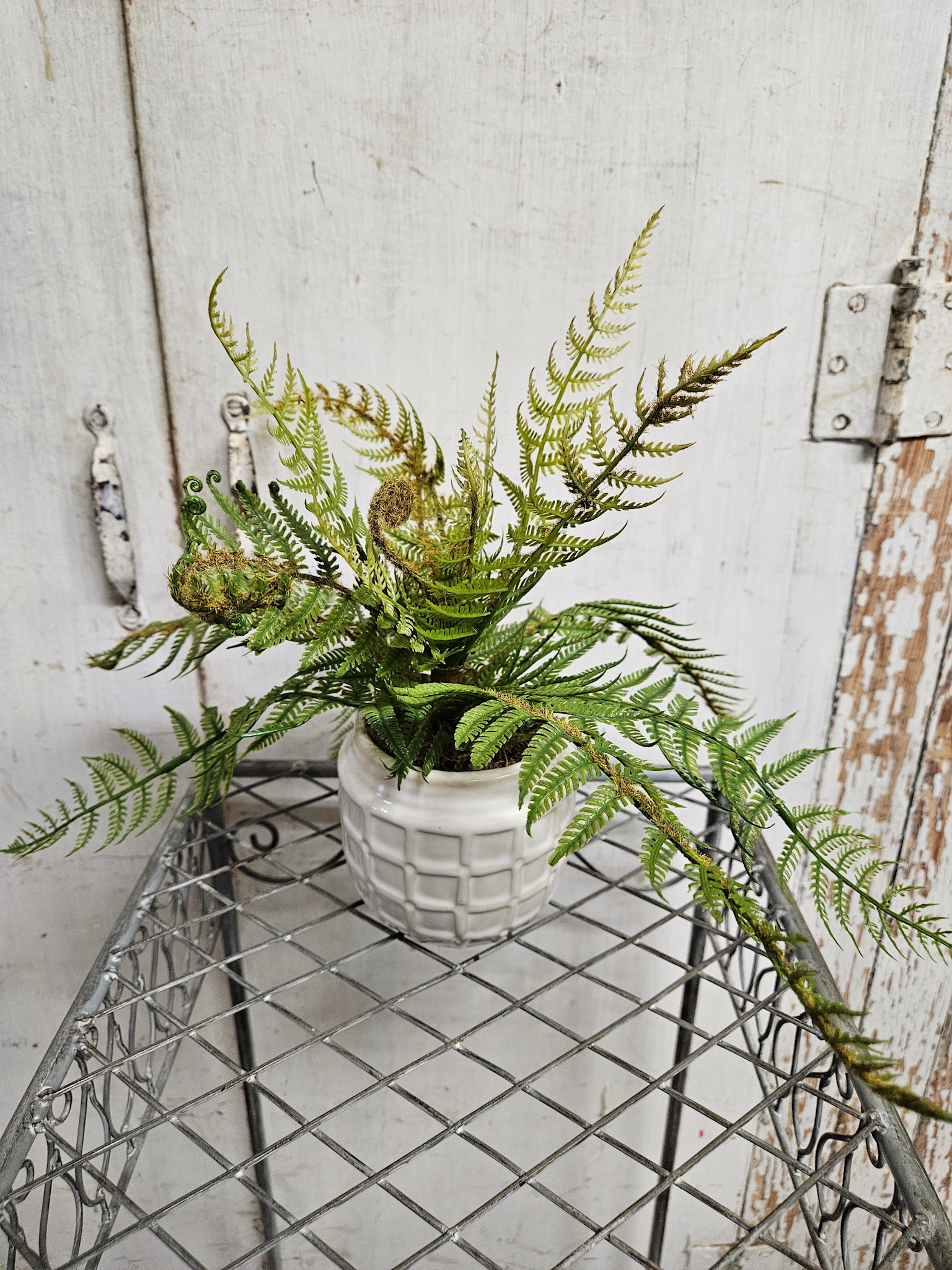 Custom Small Woods Fern in Ceramic Container