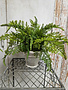 Custom Lace Fern in White Distressed Container