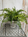 Custom Lace Fern in White Distressed Container