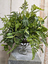 Custom Mixed Fern in Glass Pedestal Urn