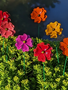 Starburst Flower Stake (5-Colors)