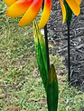 Spinning Wildflower Garden Stake