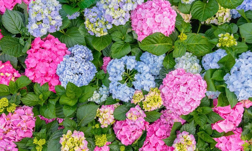 Hydrangea Color Guide: Decorating with White, Blue, and Pink Silk Hydrangeas