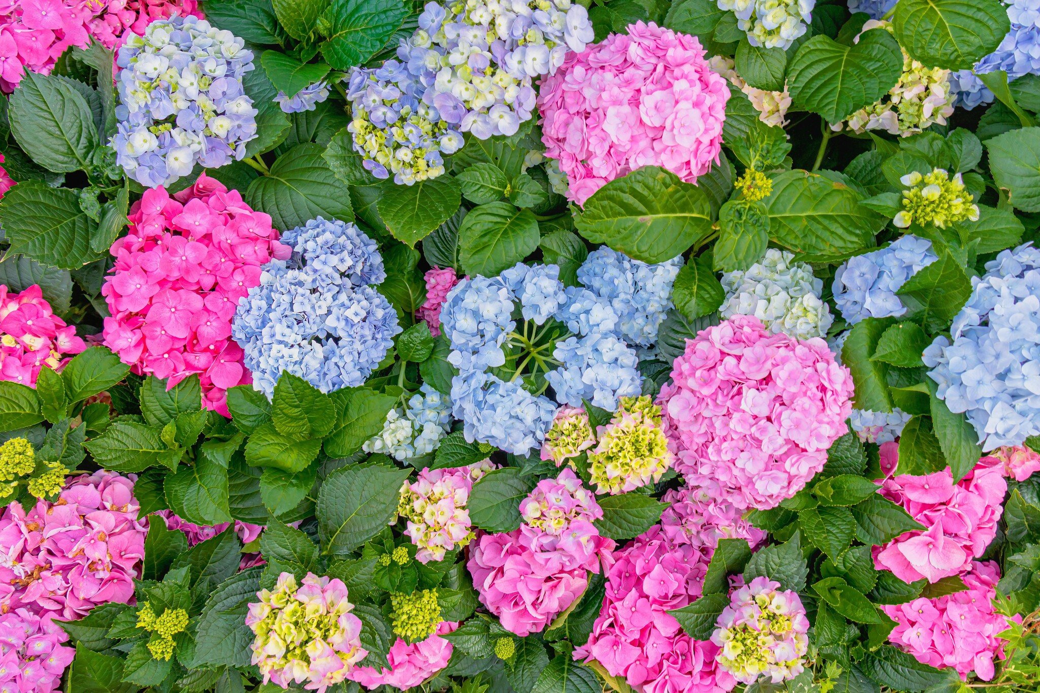 Hydrangea Color Guide: Decorating with White, Blue, and Pink Silk Hydrangeas