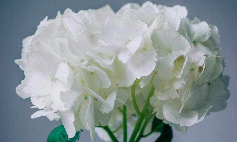 Silk Hydrangeas for Weddings: Bouquets, Table Decor, and Keepsakes