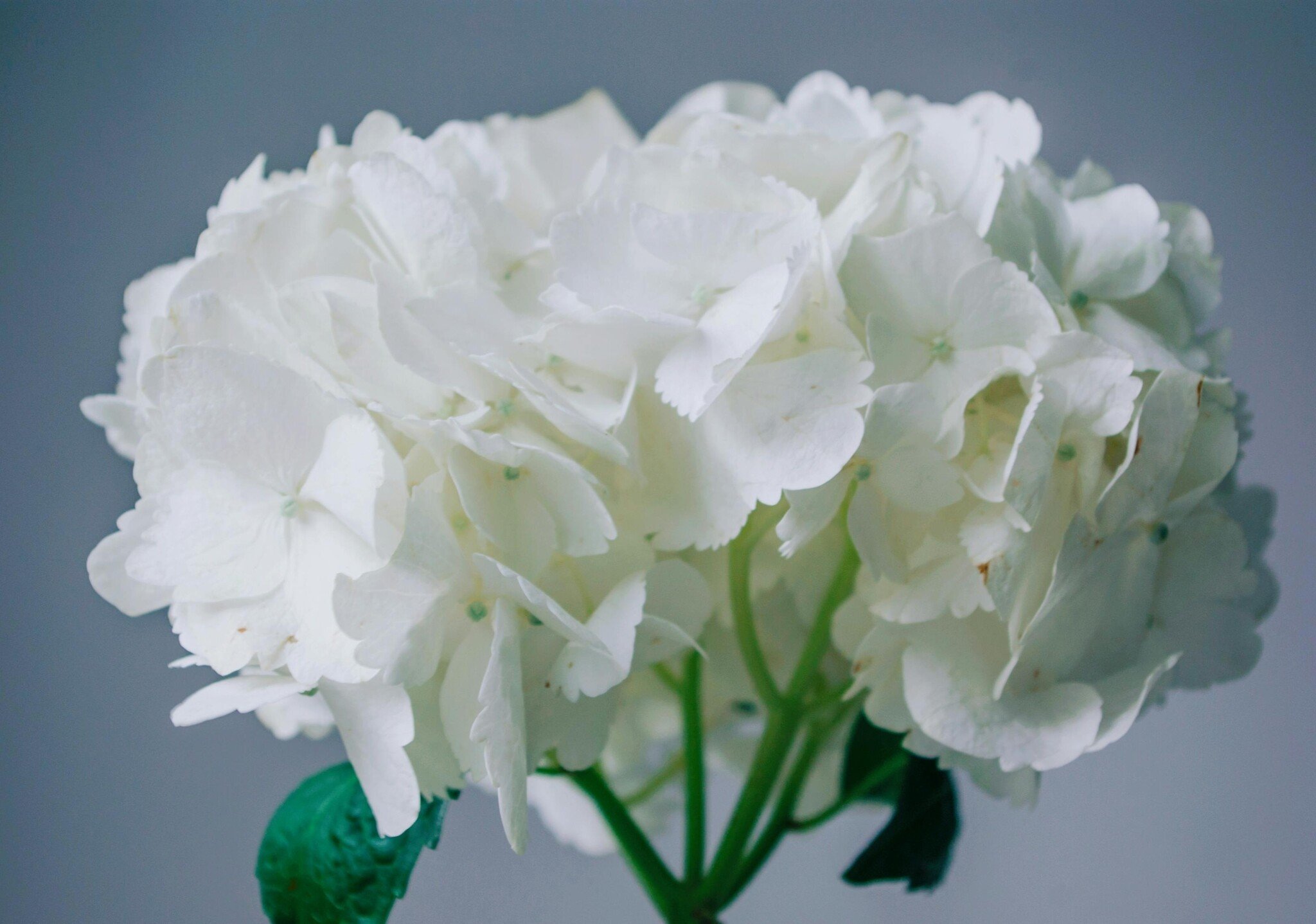 Silk Hydrangeas for Weddings: Bouquets, Table Decor, and Keepsakes
