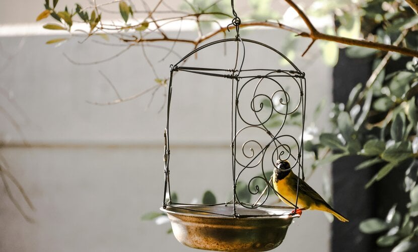 How to Create a Bird-Friendly Garden with Feeders, Houses, and Yard Decor