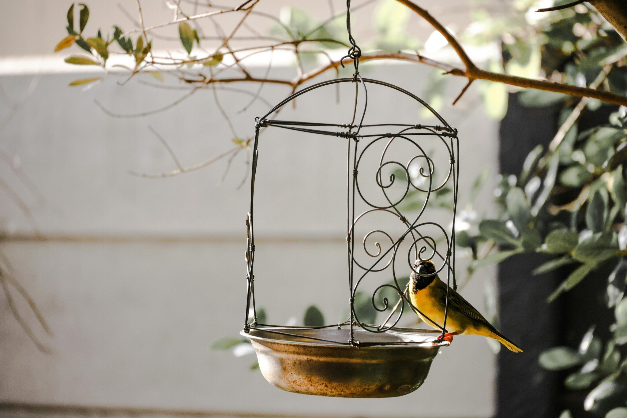How to Create a Bird-Friendly Garden with Feeders, Houses, and Yard Decor