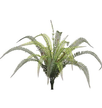 UV Protected Tall Boston Fern Fiddleheads
