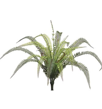 UV Protected Tall Boston Fern Fiddleheads