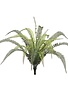 UV Protected Tall Boston Fern Fiddleheads